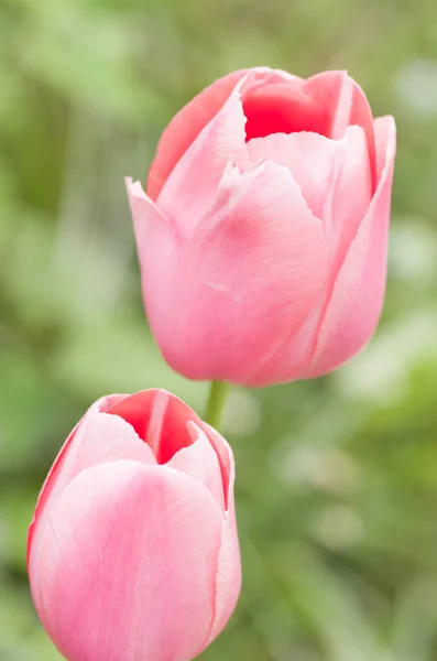 Вертикальный Селективный Снимок Красивых Розовых Тюльпанов — стоковое фото