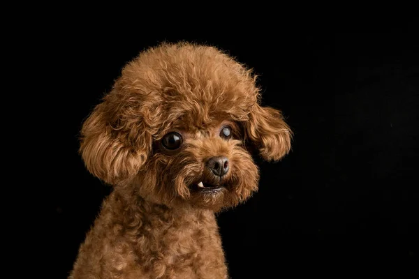 Adorable Caniche Sobre Fondo Negro —  Fotos de Stock