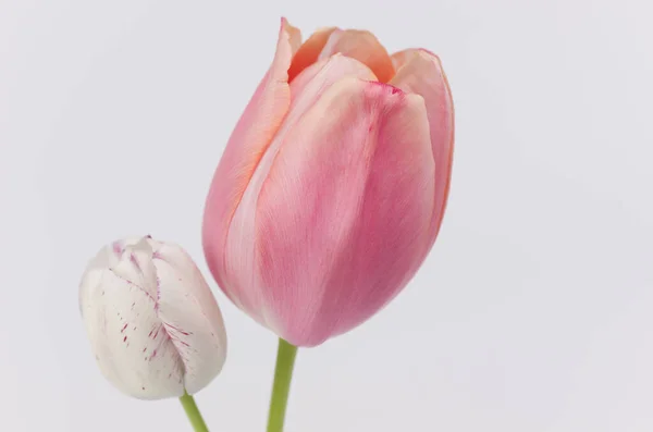 Крупный План Красивых Розовых Белых Тюльпанов — стоковое фото