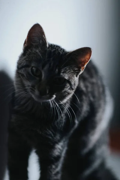 Μια Κάθετη Φωτογραφία Μιας Νεαρής Γάτας Γκρι Φόντο Τοίχου — Φωτογραφία Αρχείου