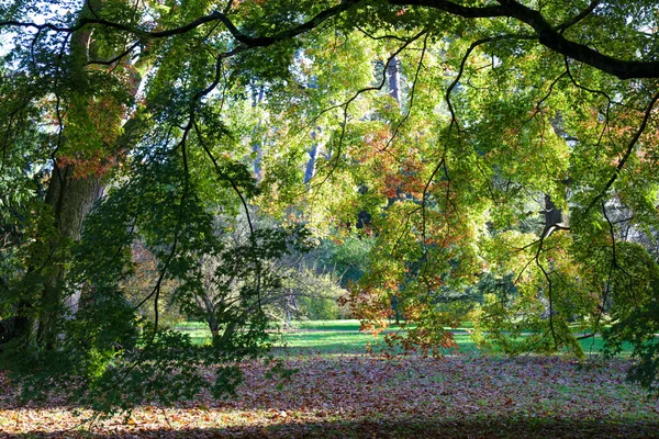 Egy Gyönyörű Kép Színes Fákról Parkban — Stock Fotó