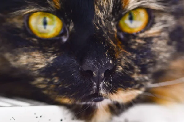Hipnotize Edici Sarı Gözlü Sevimli Bir Kedinin Yakın Plan Fotoğrafı — Stok fotoğraf