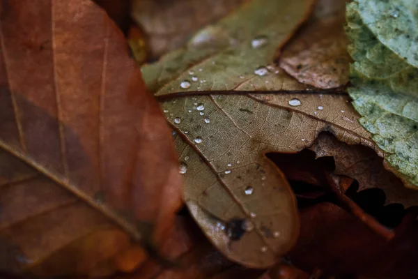 Macro Scatto Una Foglia Autunnale Con Goccioline Acqua Sopra — Foto Stock