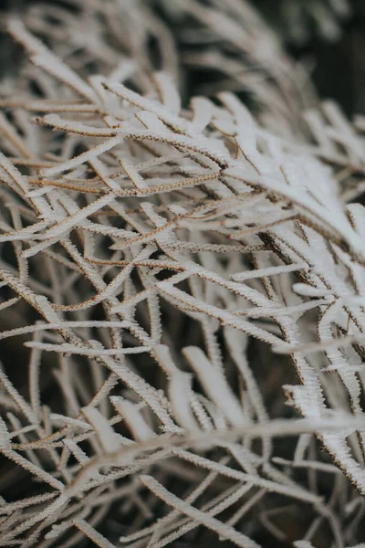 Karlı Bitkilerin Yakın Plan Çekimi — Stok fotoğraf