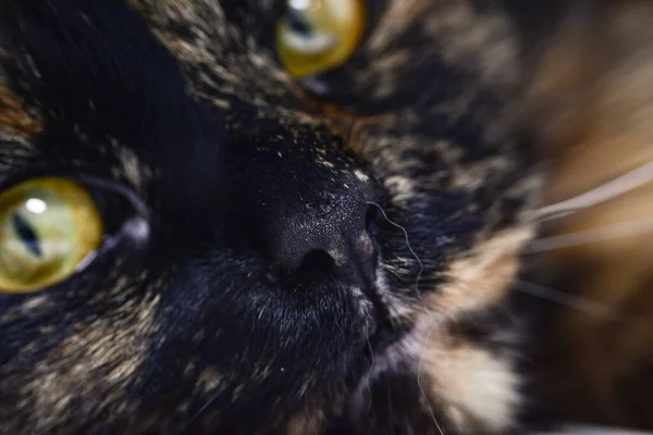 Крупним Планом Знімок Гіпнотичних Жовтих Очей Кота — стокове фото