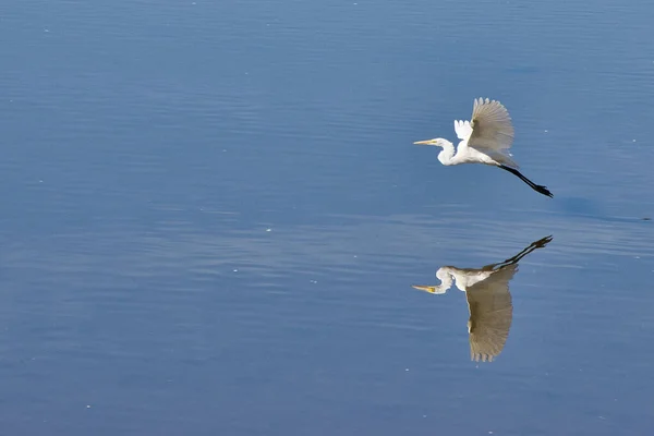 Üzerinde Çarpık Bir Yansımayla Gölün Üzerinde Uçan Güzel Bir Balıkçıl — Stok fotoğraf