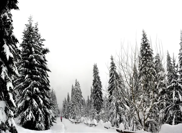 Eine Schöne Aufnahme Einer Verschneiten Straße Winterwald — Stockfoto