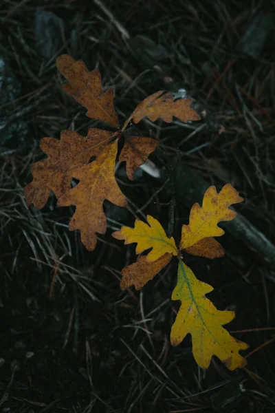 森の中に秋の葉の垂直ショット モバイルに最適 — ストック写真