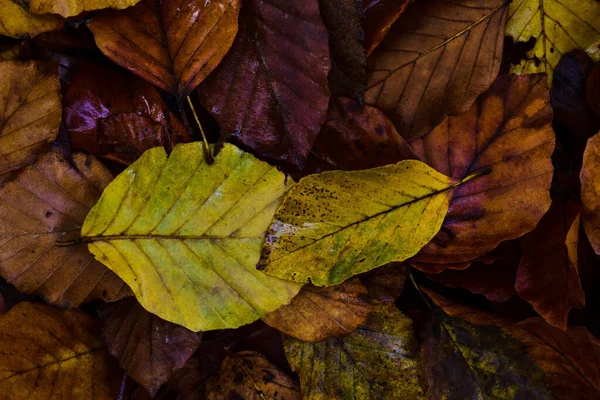 Primer Plano Hojas Otoño Suelo — Foto de Stock