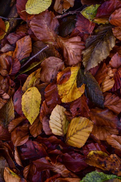 Una Toma Vertical Hojas Otoño Suelo — Foto de Stock