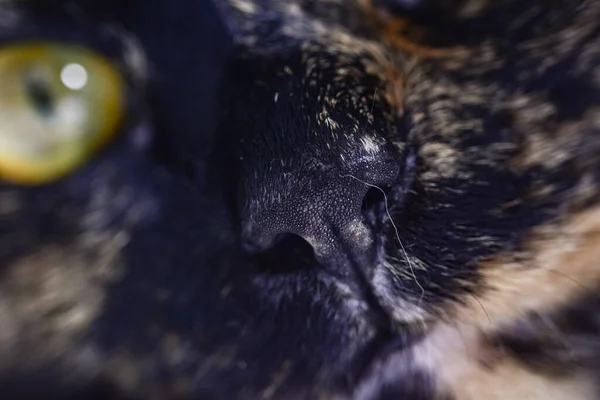 Tiro Perto Olho Gato Amarelo Hipnótico — Fotografia de Stock