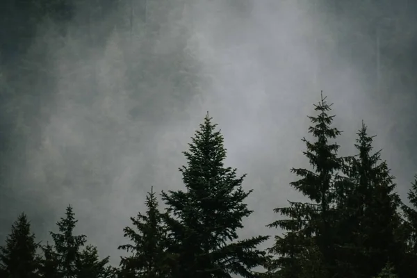 Colpo Ipnotizzante Alti Alberi Nella Nebbia — Foto Stock