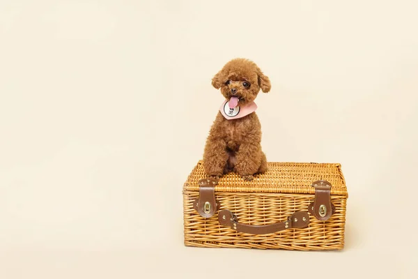 Poodle Pequeno Adorável Fundo Bege — Fotografia de Stock