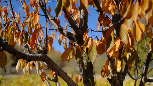 Tiro Seletivo Foco Árvores Crescentes Floresta Outono — Fotografia de Stock