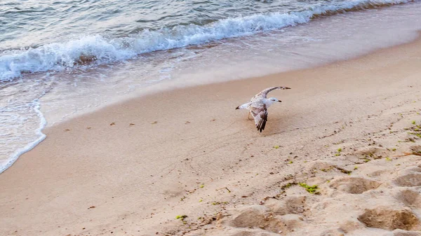 Nahaufnahme Einer Einzigen Möwe Einer Sandküste Die Sich Auf Den — Stockfoto