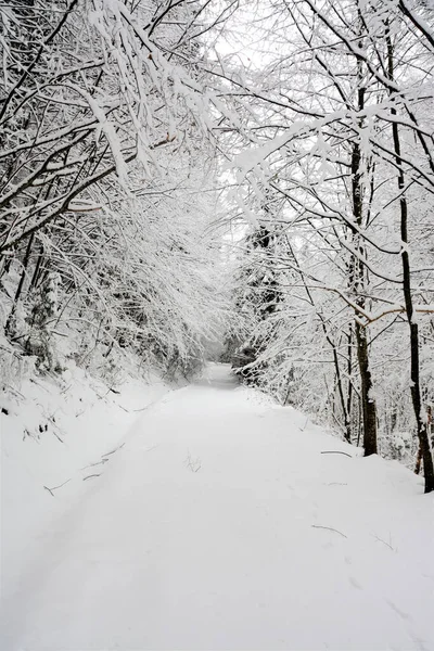 在冬天的森林里 一张雪地的美丽照片 — 图库照片