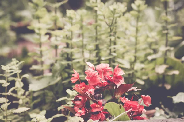 Une Mise Point Sélective Fleurs Pélargonium Rouge Dans Jardin — Photo