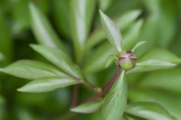 Uno Scatto Selettivo Foglie Fresche Nella Foresta — Foto Stock