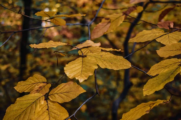 Focus Selettivo Sugli Alberi Gialli Autunnali Nella Foresta — Foto Stock