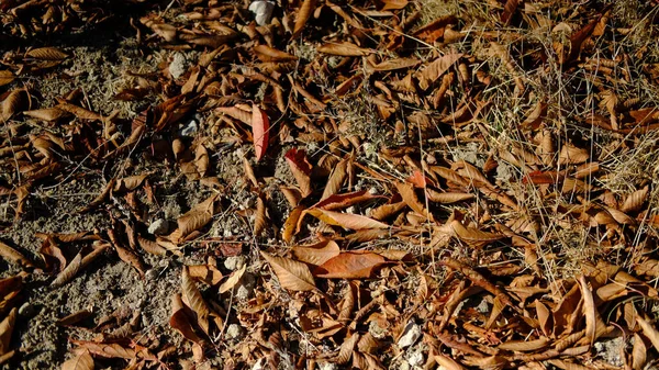 Tiro Ângulo Alto Folhas Outono Caídas Floresta — Fotografia de Stock