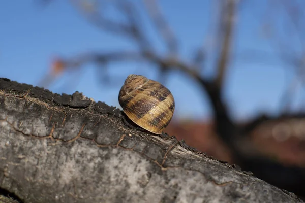 Una Fotografía Caracol Hibernación — Foto de Stock