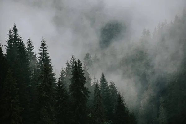 Fascinante Disparo Árboles Altos Niebla —  Fotos de Stock