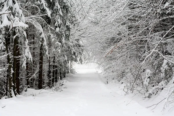 Vacker Bild Snöig Väg Vinterskog — Stockfoto