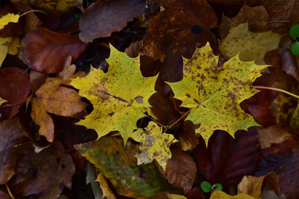 Enfoque Selectivo Las Hojas Otoño Suelo — Foto de Stock