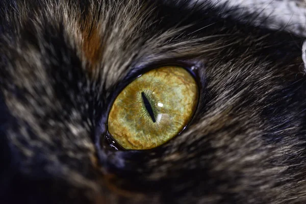 Närbild Bild Hypnotisk Gul Katt Öga — Stockfoto