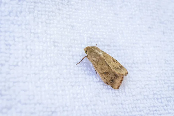 柔らかい織物の表面に昆虫のクローズアップショット — ストック写真