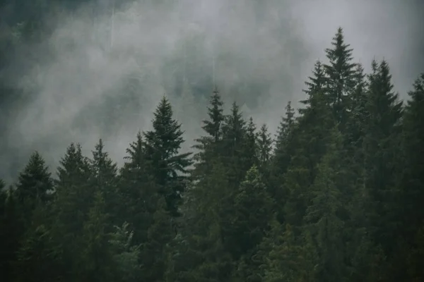 Hipnotyzujące Ujęcie Wysokich Drzew Mgle — Zdjęcie stockowe