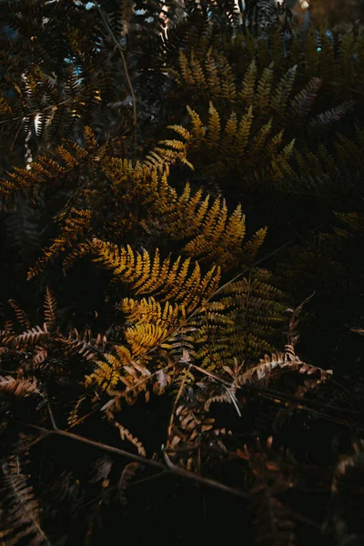 Tiro Vertical Plantas Crescentes Polypodiophyta Floresta — Fotografia de Stock