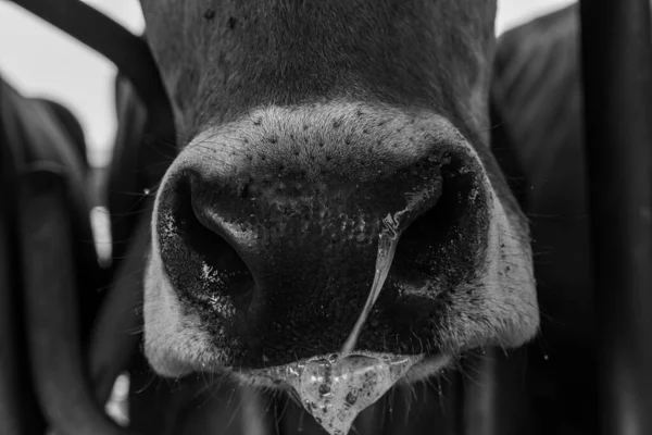 Plan Vertical Niveaux Gris Vaches Dans Une Grange — Photo