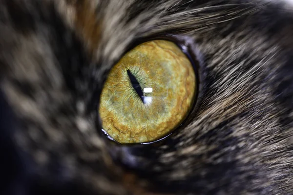 Nahaufnahme Eines Hypnotischen Gelben Katzenauges — Stockfoto