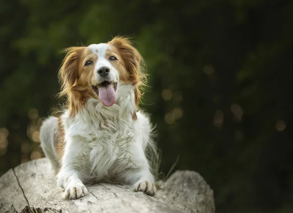 Μια Επιλεκτική Φωτογραφία Ενός Αξιολάτρευτου Σκύλου Της Κουικερχόντζε — Φωτογραφία Αρχείου