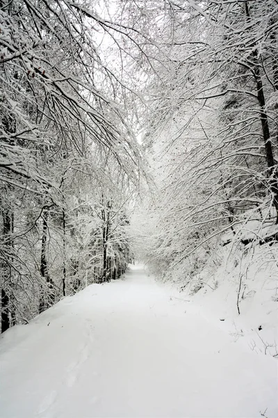 Una Hermosa Toma Camino Nevado Bosque Invierno — Foto de Stock