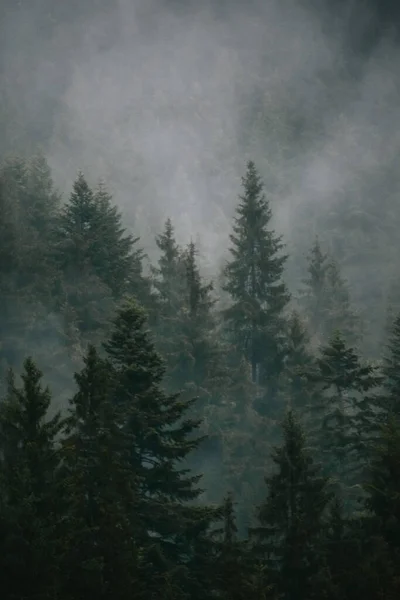 Tiro Hipnotizante Árvores Altas Num Nevoeiro — Fotografia de Stock