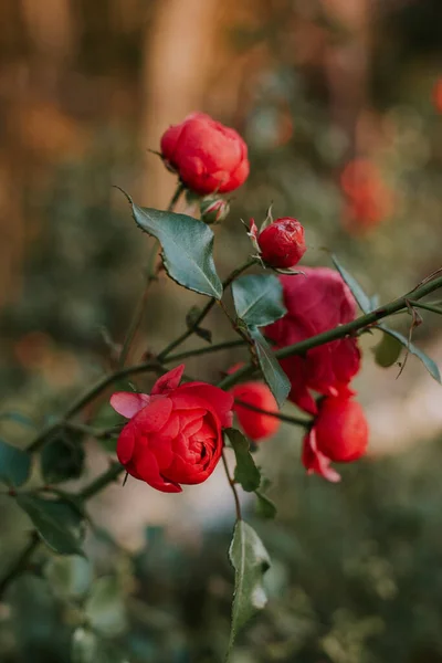 Vertical Shot Red Roses — Stock Photo, Image