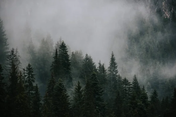 Захоплюючий Знімок Високих Дерев Тумані — стокове фото