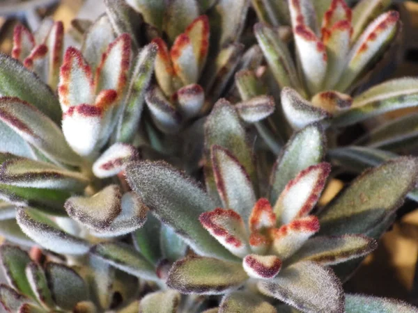 Closeup Panda Plant Pussy Ears Flowers Natives Madagascar — Stok fotoğraf