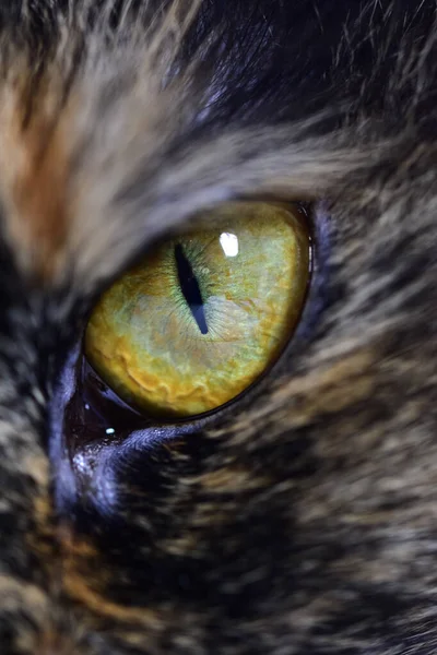 Gros Plan Œil Chat Jaune Hypnotique — Photo