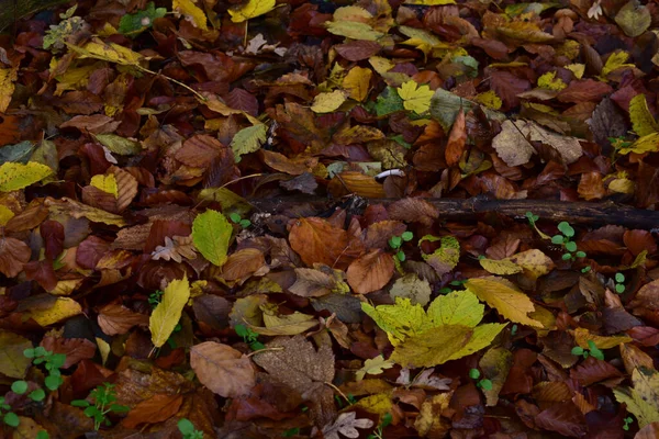 Coloridas Hojas Otoño Suelo —  Fotos de Stock