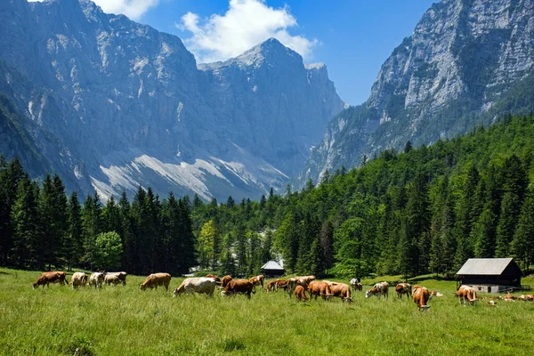 Troupeau Vaches Broutant Sur Pâturage Avec Hautes Montagnes Rocheuses Arrière — Photo