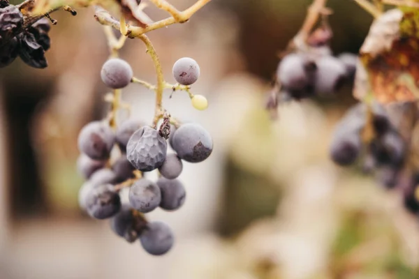 Gros Plan Vieux Raisins Accrochés Une Branche Dans Jardin — Photo