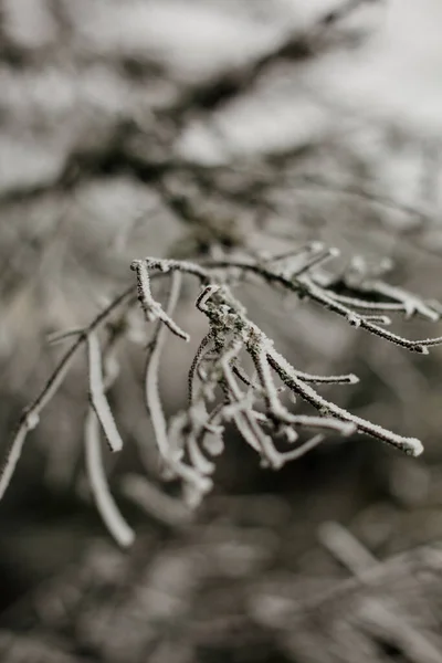 Een Close Shot Van Besneeuwde Planten — Stockfoto