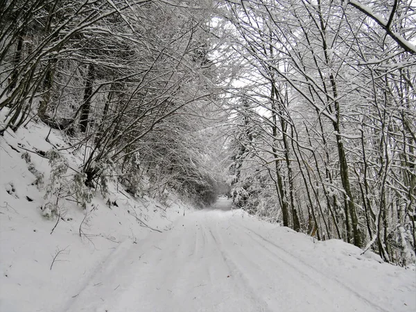 Beau Plan Une Route Enneigée Dans Une Forêt Hiver — Photo