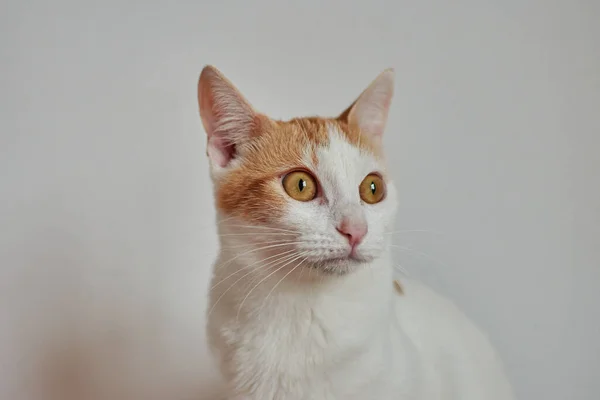 Selective Focus Shot Cute Cats Sitting White Wall — Stock Photo, Image