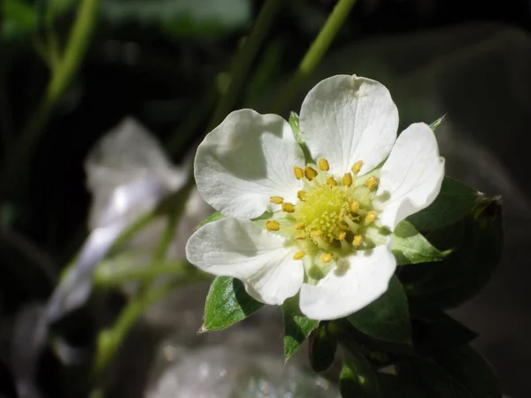 Zbliżenie Truskawkowego Kwiatu — Zdjęcie stockowe