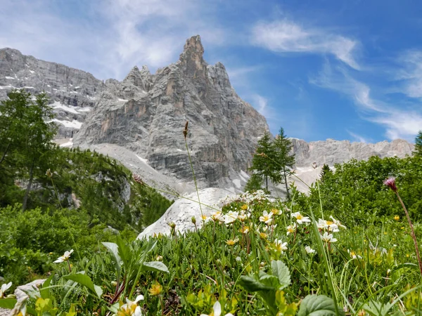 Impresionante Vista Las Montañas Vista Ángulo Bajo Verde Hierba Flores —  Fotos de Stock