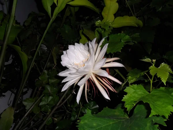 Tiro Close Uma Flor Perfumada Branca Uma Noite Cacto Cachimbo — Fotografia de Stock